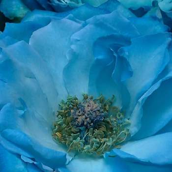 お寺の画像 by ドロップさん | バラと青い花とお寺と青い花マニア