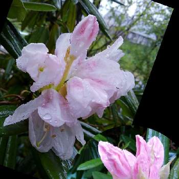 石楠花（シャクナゲ）の画像 by かすみそうさん | お出かけ先と石楠花（シャクナゲ）とピンクの花と花に魅せられてと可愛い〜♡とリフレッシュ♡といやし♪
