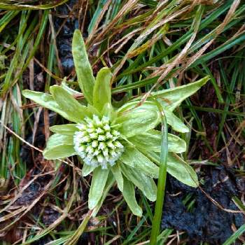 ふきのとう春の投稿画像一覧 Greensnap グリーンスナップ