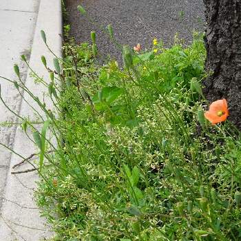 麻薬の原料 の投稿画像一覧 Greensnap グリーンスナップ