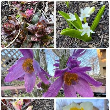 ヒヤシンスの花の画像 by charkunさん | 広い庭とオキナグサとヒヤシンスとアジュガとスイセンとオキナグサ♪とヒヤシンスの花と アジュガとスイセン。と北海道の庭