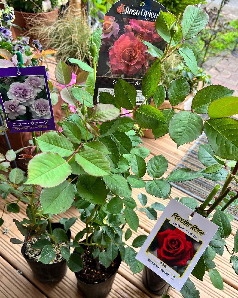 イングリッドバーグマン の投稿画像 By きんぎょさん ニューウェーブとバラ シャルールとバラ 鉢植えと今の庭とバラと小さな庭とバラが好きとバラ 鉢植えと今の庭とバラが好き 22月5月1日 Greensnap グリーンスナップ Greensnap グリーンスナップ