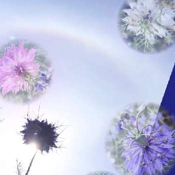 ハロ現象の画像 by 京紫さん | ニゲラとニゲラの花と紫色の花と青い花とハロ現象とハーブと青空と植物❤︎とハロと植物❤︎と❥植物❥空模様❥コラボ❥と白い花と大人かわいい♪といやし♪とiPhone撮影とピンク色の花
