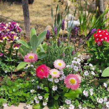 カスミ草の画像 by SilverAshさん | 小さな庭とメネシアとデイジーとかすみ草とカスミ草とフレンチラベンダーとバーベナと寄せ植えと癒しと成長と春ですね