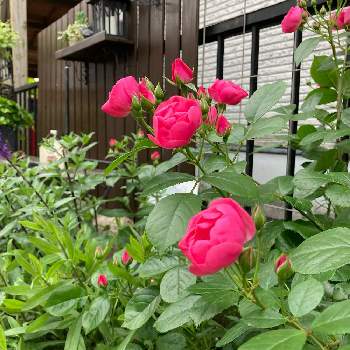 つるバラアンジェラの投稿画像一覧 Greensnap グリーンスナップ