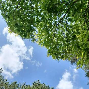 青空に映えるの画像 by りんかさん | 新緑の５月ともみじ新緑と松　まつと雲仲間と感謝✨と新緑と森林浴と青空に映えると繋がりに感謝✨