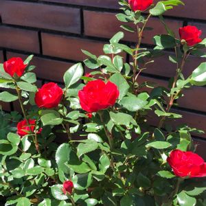 ミニバラ,Zepeti ゼプティ,鉢植え,花のある暮らし,ばら バラ 薔薇の画像