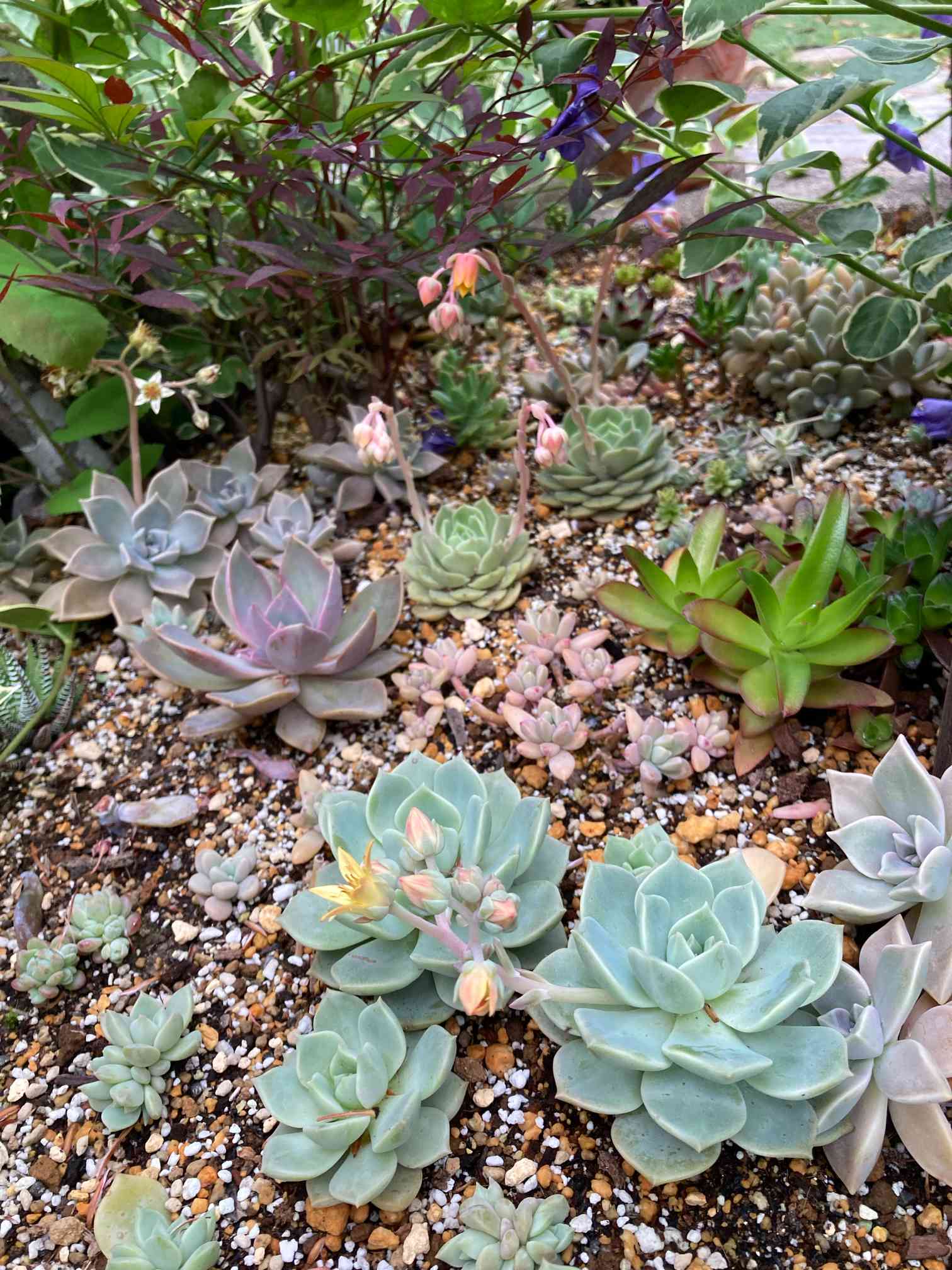 多肉植物。 胧月抜き苗 多肉植物 姫朧月抜き苗全て - メルカリ