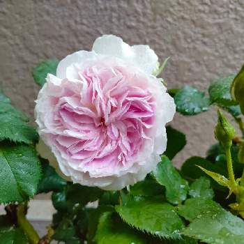 薔薇大好き❤️の画像 by いざよいさん | 玄関とバラ ブルームーンストーンとお花に癒やされてと薔薇大好き❤️とおうち園芸と鉢植えバラと花のある暮らし