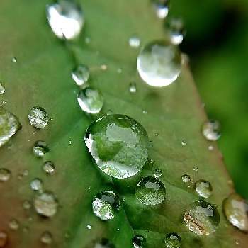 雨に濡れての画像 by ケサランパサランさん | 南天と常緑とアップ写真と春の訪れとにわとマクロ撮影と緑のある暮らしと雨あがりと紅葉（こうよう）と常緑低木と水滴と雨に濡れてと雨に輝く