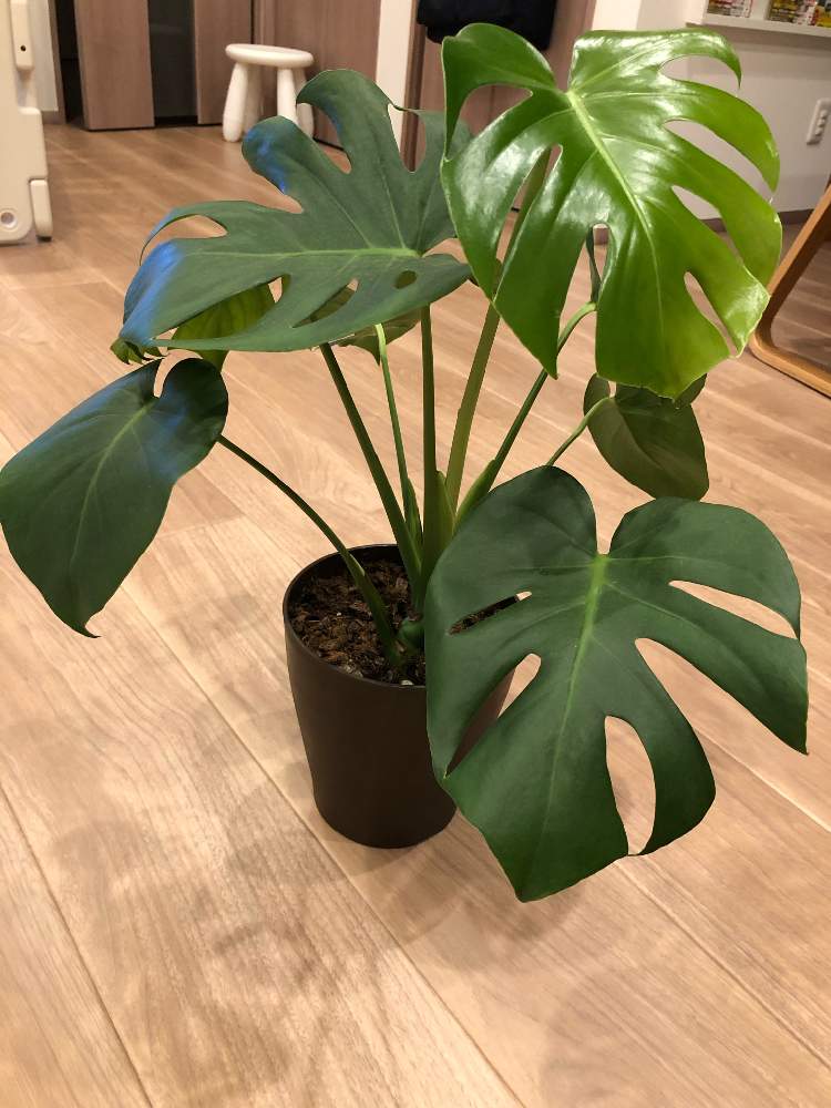 モンステラ Greensnap グリーンスナップ