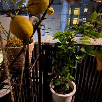 夜の園芸の画像 by 青いおすしさん | バルコニー/ベランダとブラックベリーとマンションのベランダと夜の園芸