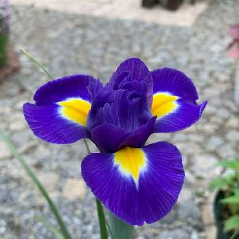 アイリスブルーマジックの投稿画像一覧 Greensnap グリーンスナップ