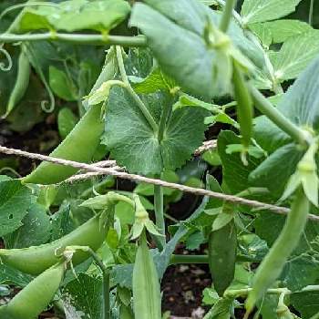 えんどう豆 の投稿画像一覧 Greensnap グリーンスナップ