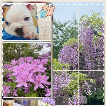 加工アプリ使用ですの画像 by MIRUMOさん | お出かけ先とツツジとフジとお目覚めpicと好きな色とStop the war！と癒しと今日も、頑張りましょう❣️と応援花❤️と❤️イブとアダムの花カレンダー❤️と❤️M.family❤️とふじの咲く丘と可愛いと花のある暮らしと加工アプリ使用ですと頑張れ❗️日本