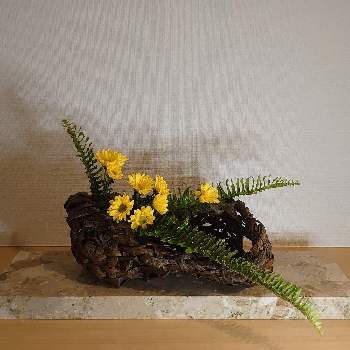 小菊の画像 by kudokenさん | 玄関と小菊とタマシダといけばなと花のある暮らしと今朝のいけばな