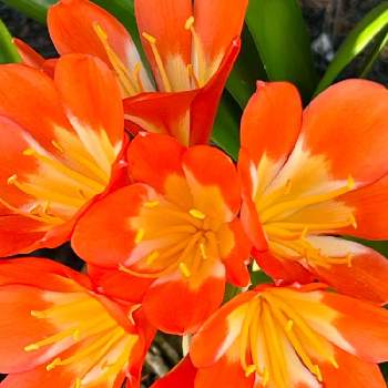 ヒガンバナ科の画像 by まあみさん | お出かけ先とクンシランとヒガンバナ科と美しいと月曜日にビタミンカラーとオレンジ色と可愛い