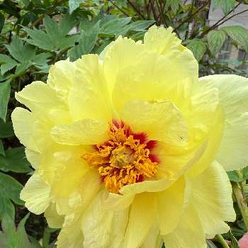 ボタン科の画像 by まあみさん | お出かけ先とボタンと幸せの黄色いお花と美しいと月曜日にビタミンカラーと黄色の花と善養寺とボタン科