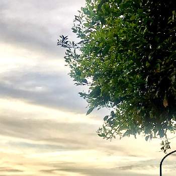 ウオーキングの画像 by サッチンさん | お空で繋がってると雲仲間と夏みかんの木と朝の散歩とウオーキングと5月