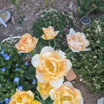  八重咲きチューリップの画像 by アマリリスさん | 小さな庭とチューリップと 八重咲きチューリップ