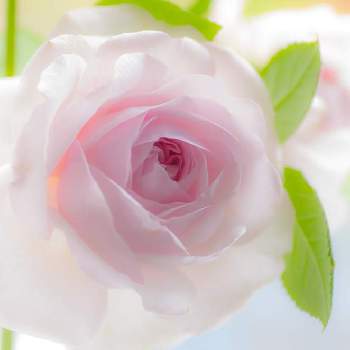オリビアローズオースチンの画像 by けーけーさん | インテリアとオリビアローズオースチンとピンクの花とGS映えとおうち園芸とバラ・切り花と切りバラとイングリッシュ・ローズと花のある暮らしとばら 薔薇 バラとバラ・ミニバラとバラを楽しむと切り花