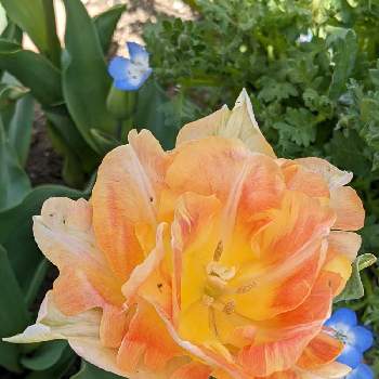  八重咲きチューリップの画像 by アマリリスさん | 小さな庭とチューリップと 八重咲きチューリップ