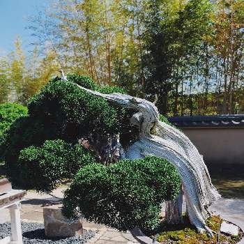 真柏の画像 by ゆんさん | お出かけ先と真柏と大宮盆栽美術館