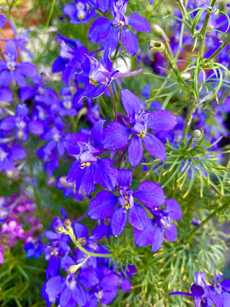 デルフィニウムの投稿画像 By アールさん 小さな庭と可愛い と紫の花と花のある暮らしと可愛い と紫の花と花のある暮らし 22月5月2日 Greensnap グリーンスナップ Greensnap グリーンスナップ