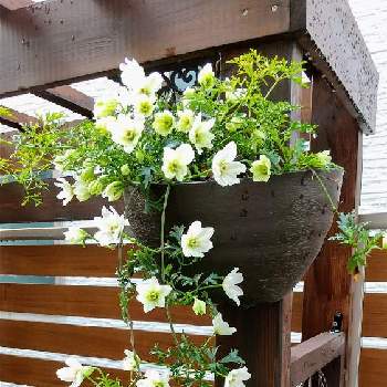 クレマチス カートマニージョー♡の画像 by yukimidaihukuさん | 小さな庭とクレマチス　カートマニージョーとクレマチス カートマニージョー♡と クレマチスと春の庭と出勤前と花は癒やし♡