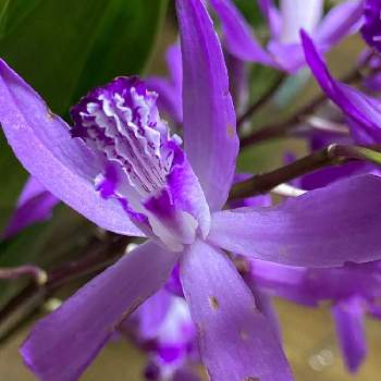 紫蘭しらんの画像 by manabeさん | キッチンと紫蘭しらんとシラン（紫蘭）とラン科とよく見てしまいました