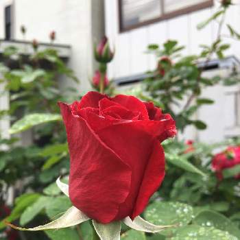 朝のお散歩の画像 by どんぐりさん | お出かけ先と朝のお散歩と赤い薔薇♡