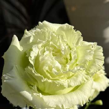 トルコキキョウ。の画像 by tumuの桃さん | デルフィニウムと八重咲きトルコキキョウと白い恋人達とありがとう♡とトルコキキョウ。と エレガンスとGSに感謝。と綺麗と平和を願う☆と白い花と❤️癒されて