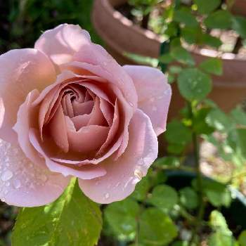 和バラ　いおりの画像 by スミレさん | 小さな庭と医療・介護の皆様に感謝とありがとう❤️と新型コロナウィルスに負けるなと2022 GSで薔薇園と和バラ　いおりとおうち園芸と薔薇いおりと花のある暮らし