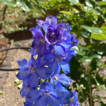 デルフィニウム青の画像 by けろけろさん | 小さな庭とデルフィニウムとデルフィニウム ハンキードリーとブルーの花と爽やかとデルフィニウム青と青い花大好きと美しいグラデーション