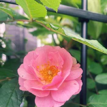 コーネリアの画像 by YUKARINさん | 小さな庭とつるバラ コーネリアと春のお花とピンクの薔薇とコーネリアとつるバラと3年目とおうち園芸と薔薇♪