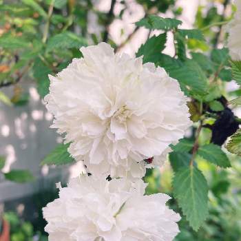 純白の画像 by 小さな庭屋　花楽咲庭さん | 小さな庭とトキンイバラ＊と純白