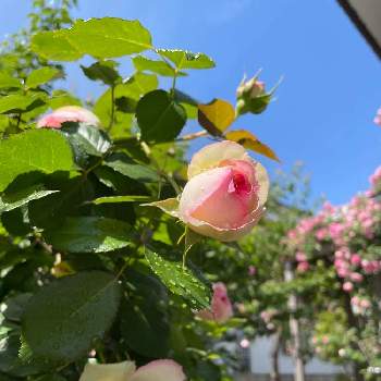 スパニッシュビューティーの画像 by じゃっくまーるさん | 小さな庭とピエールドゥロンサールとスパニッシュビューティーとつるバラとばら バラ 薔薇とパーゴラのバラ