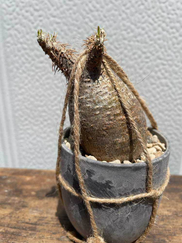 グラキリスの発根管理チャレンジ｜🍀GreenSnap（グリーンスナップ）