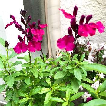 サルビアミラージュの画像 by まちすけさん | 小さな庭とサルビアミラージュと発色キレイと鉢植えとお洒落な花と花のある暮らしと小さな花