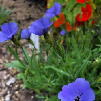 ビスカリアの投稿画像一覧 Greensnap グリーンスナップ