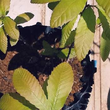 ドングリの木の画像 by ロジさん | バルコニー/ベランダとクヌギと若葉とドングリの木とブナ科とコナラ属と鉢植え