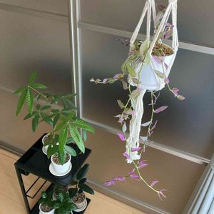 トラディスカンティア,観葉植物,100均観葉植物,元気に育ててますよ,わたしの家の観葉植物の画像