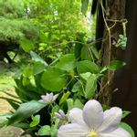 クレマチス 白馬の一覧 Greensnap グリーンスナップ