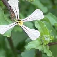 ルッコラ,ハーブ,花壇,ガーデニング,山野草の画像