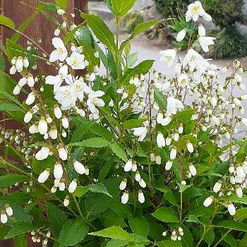 白い小花の画像 by マルナムさん | 小花会とお花大好きとおうち園芸とみどり大好きと❤️いいね、ありがとうと姫空木(ヒメウツギ)と鉢植えと癒されます♥と花のある暮らしと白い小花