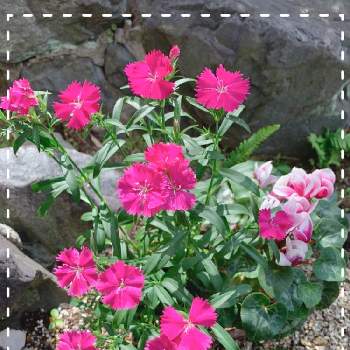 ガーデンシクラメン 寄せ植えの画像 by chiroさん | 小さな庭とガーデンシクラメン 寄せ植えとナデシコ♡と#花のある暮らし