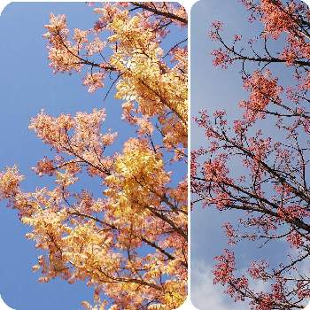 綺麗な葉の画像 by ルンコさん | お出かけ先と唐変木とチャンチンと土手道とお散歩道と美しい♡とセンダン科と綺麗な葉と青空の下