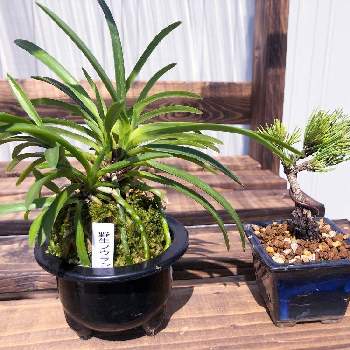 植物棚DIYの画像 by kayoさん | 小さな庭と風蘭と五葉松と植物のある暮らしと植物棚DIYといただきものとミニ盆栽と仲間入り♡
