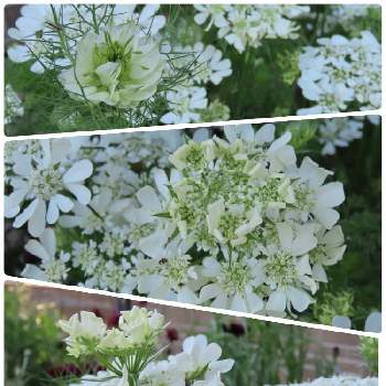 今日の庭の画像 by mahosihoさん | オルラヤとオルレアとニゲラと今日の庭と種まきっ子と花壇とあれ？とやっぱり白花と一年草と地植え