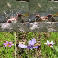 チリアヤメ,ニワゼキショウ,スズメちゃん,野鳥,可愛い花の画像